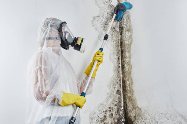Best Attic Mold Remediation in Glen Lyon, PA